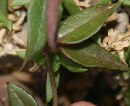 Image of Ceropegia africana R. Br.