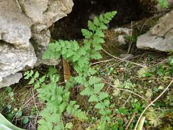 Image of Cystopteris tasmanica Hook.