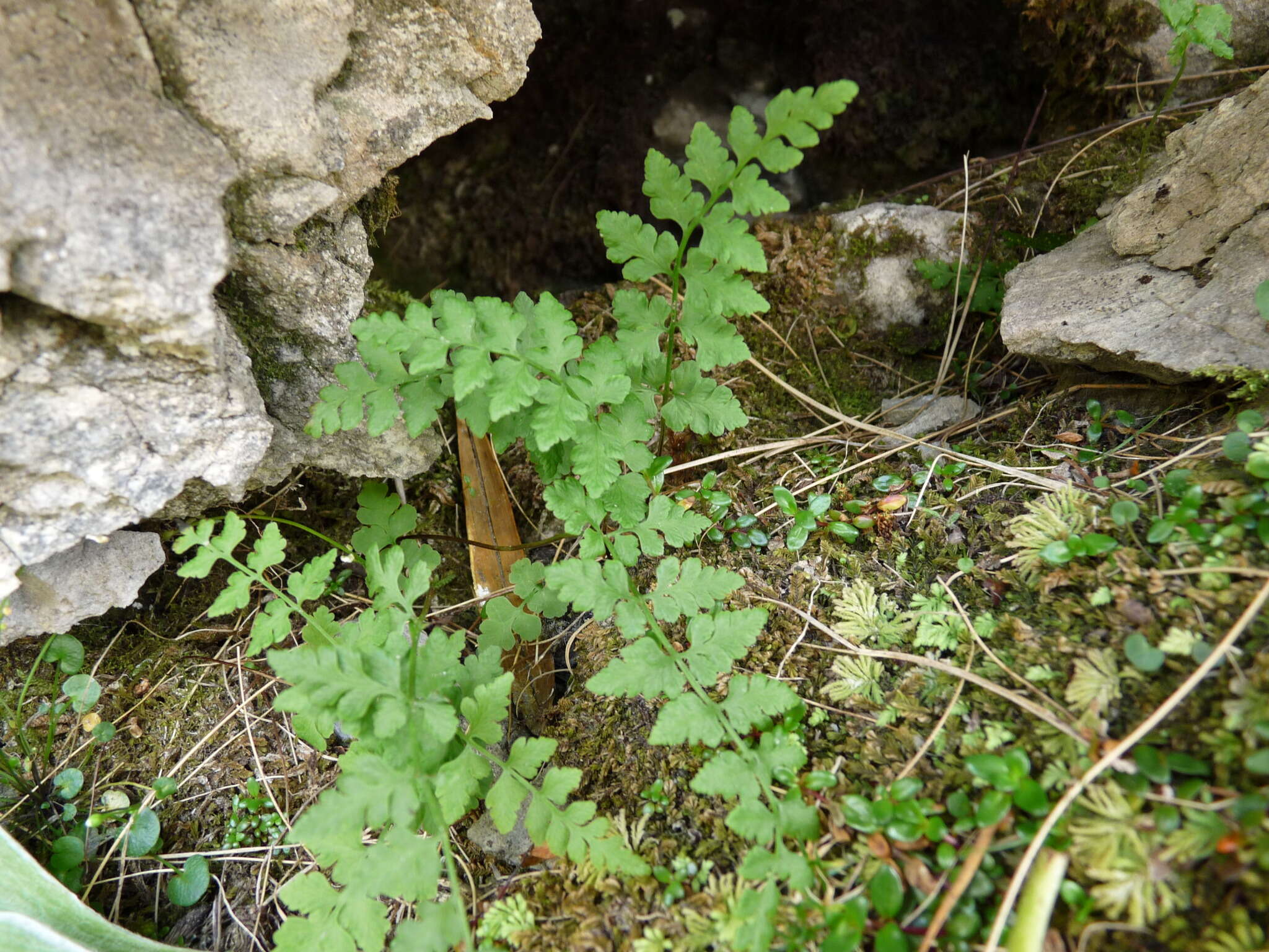 Image of Cystopteris tasmanica Hook.