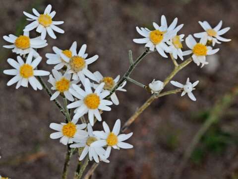 Imagem de Rhodanthe corymbiflora (Schltdl.) P. G. Wilson