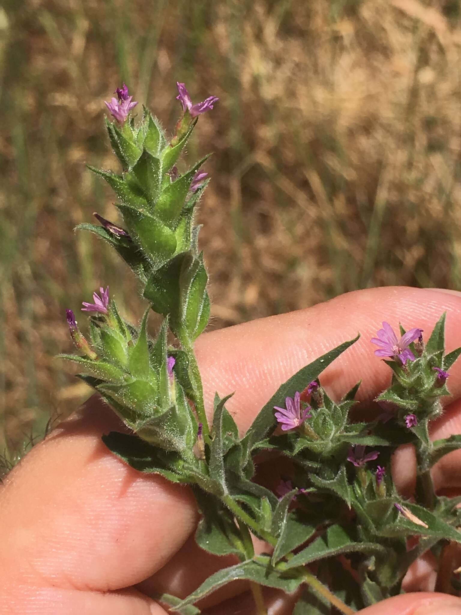 Image of Dense-Flower Willowherb