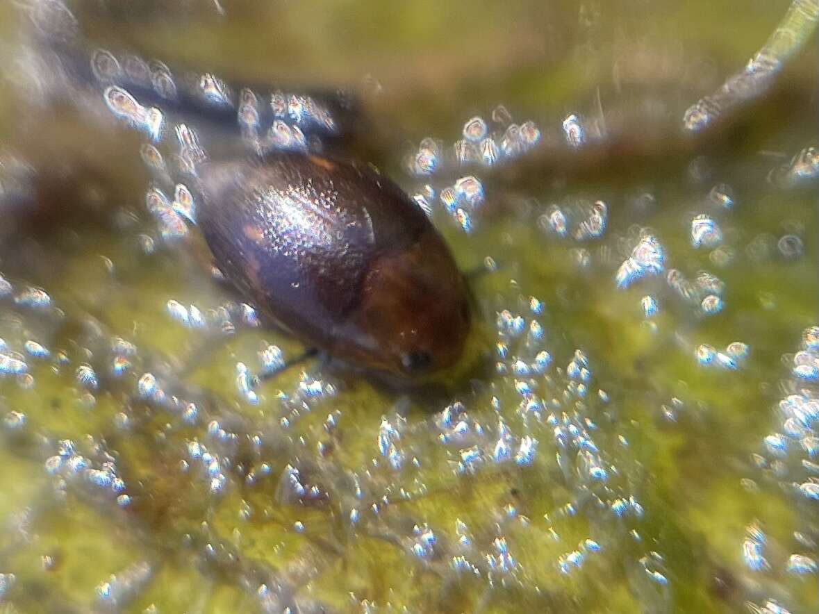 Image de Suphisellus puncticollis (Crotch 1873)