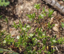 صورة Sabulina tenuifolia (L.) Rchb.