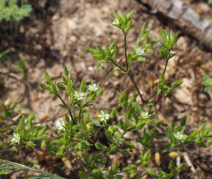 Image of Sabulina tenuifolia (L.) Rchb.