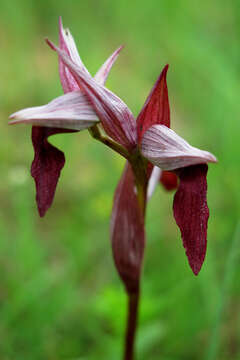 صورة Serapias strictiflora Welw. ex Veiga