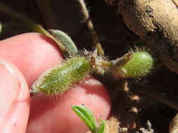 Imagem de Lupinus flavoculatus A. Heller