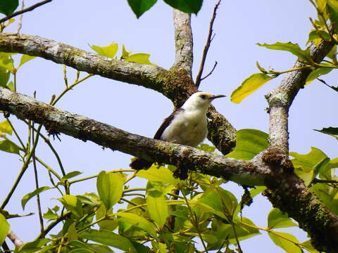 Image of White-headed Wren