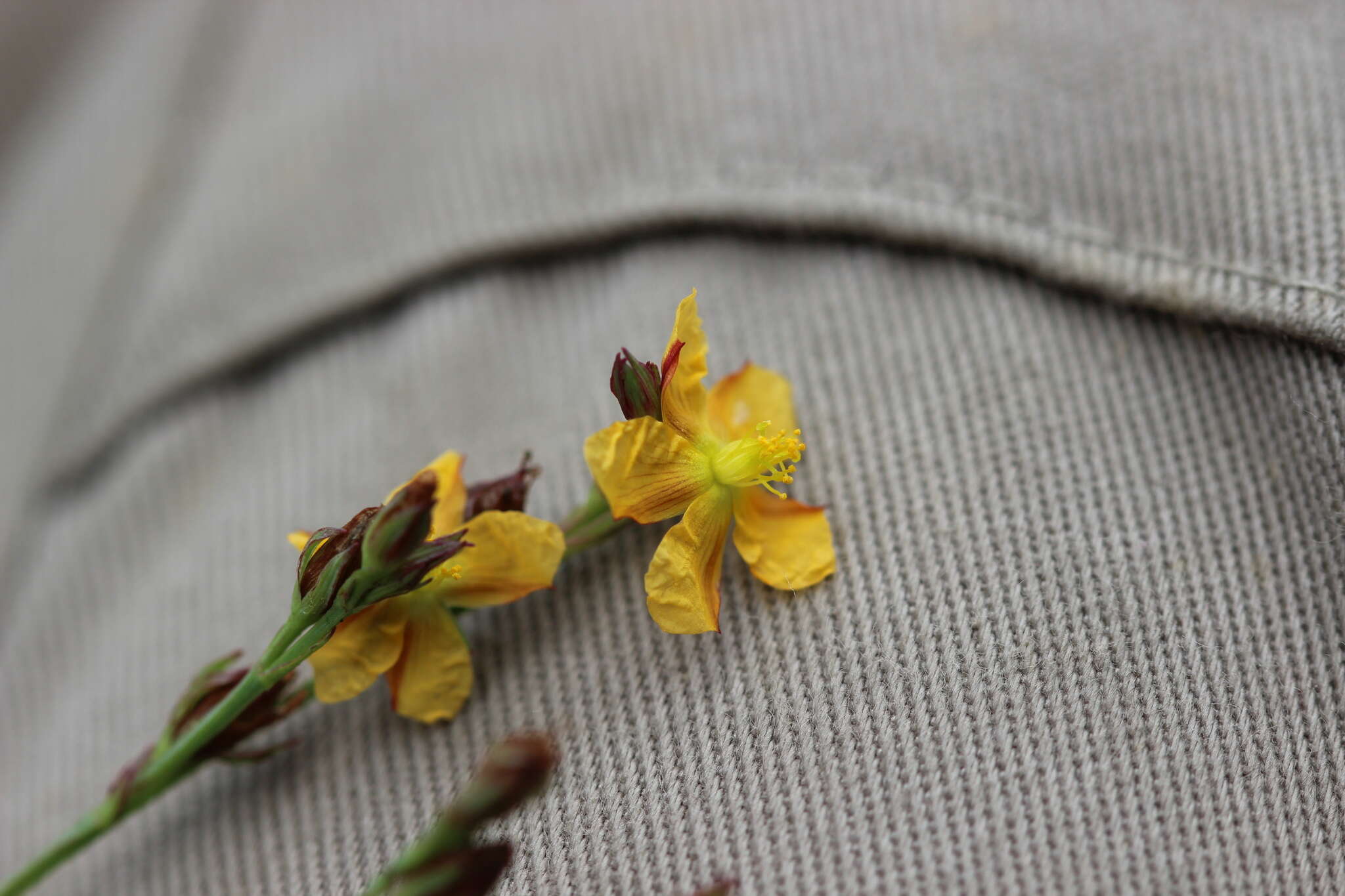 Image de Hypericum silenoides Juss.