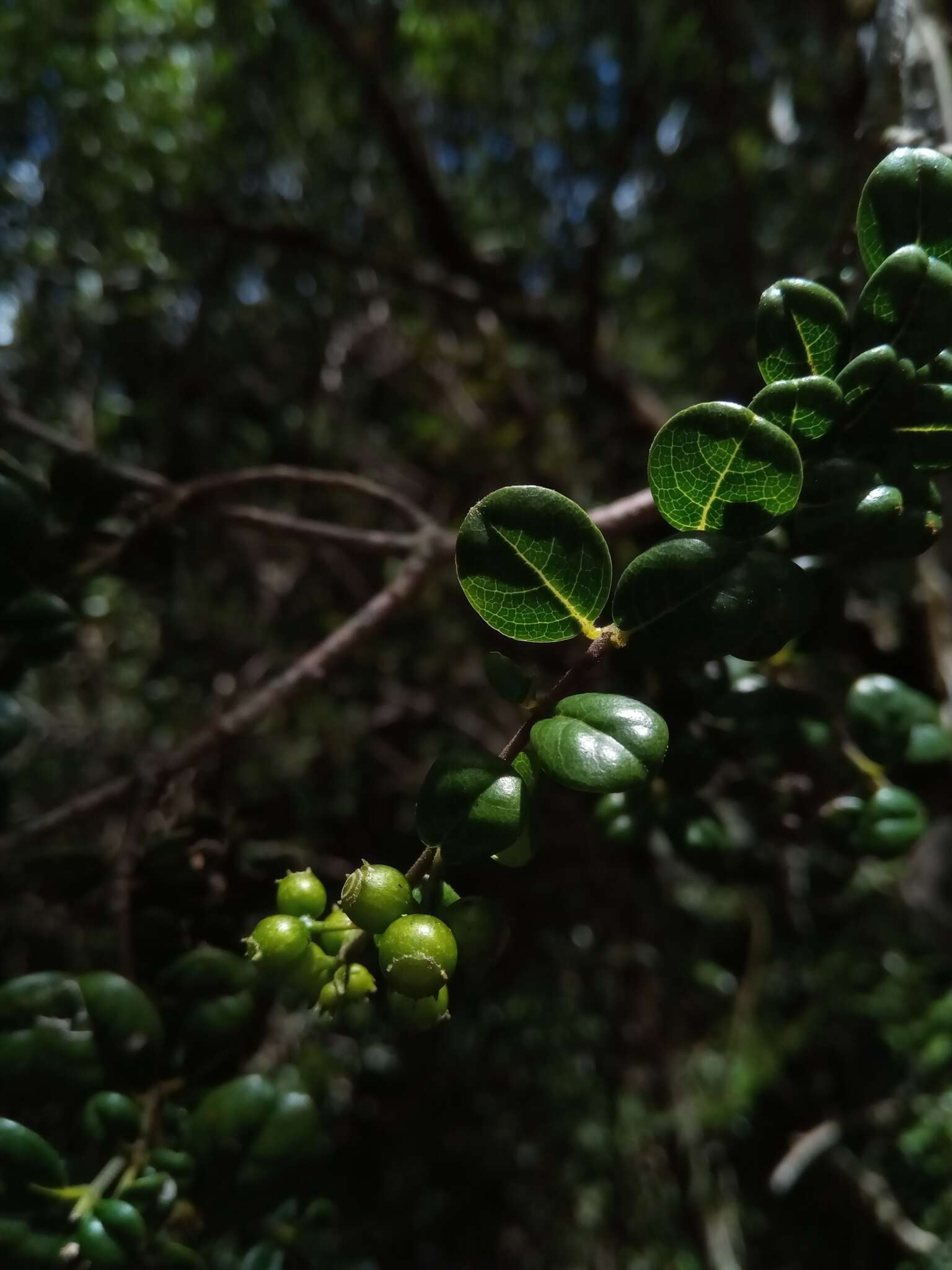 Plancia ëd Danais microcarpa Baker