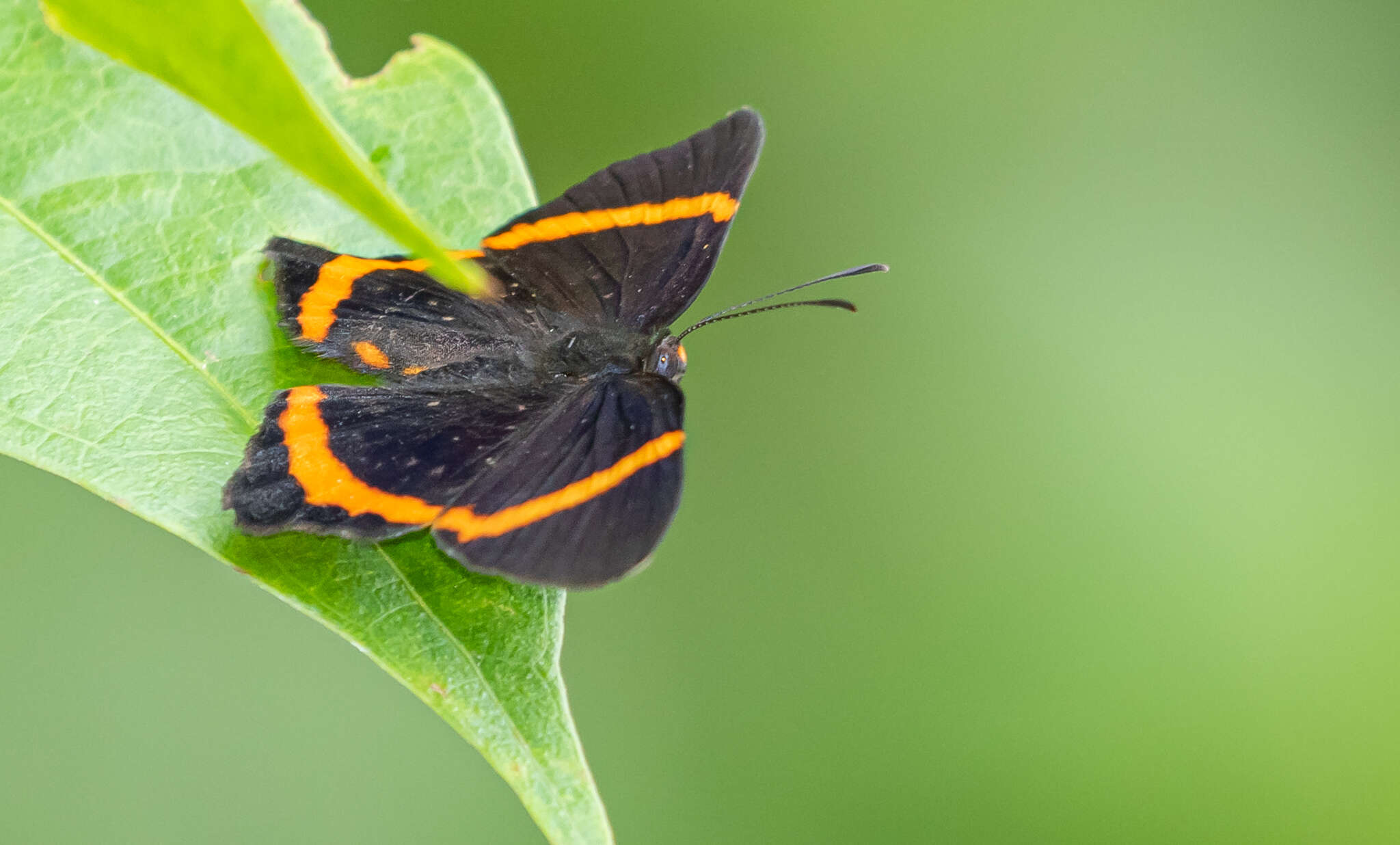 Plancia ëd Riodina lysippus lysias Stichel 1910