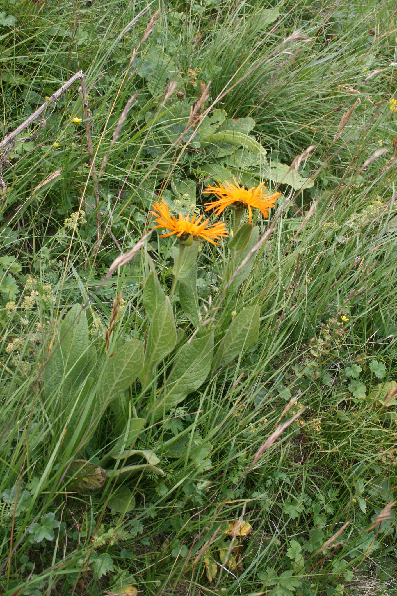 Plancia ëd Pentanema orientale (Lam.) D. Gut. Larr., Santos-Vicente, Anderb., E. Rico & M. M. Mart. Ort.