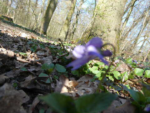 Image of Viola dubia Wiesb.