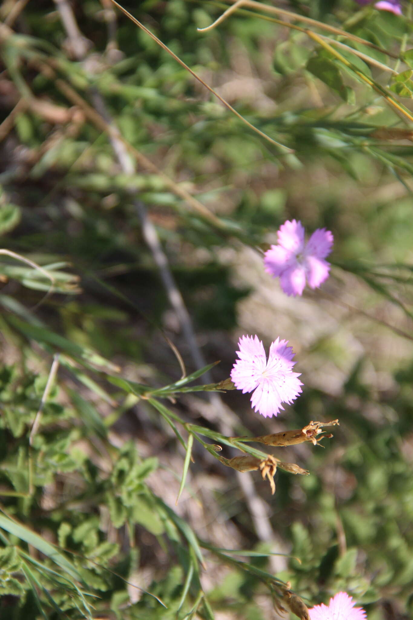 Image of Dianthus caucaseus Sims