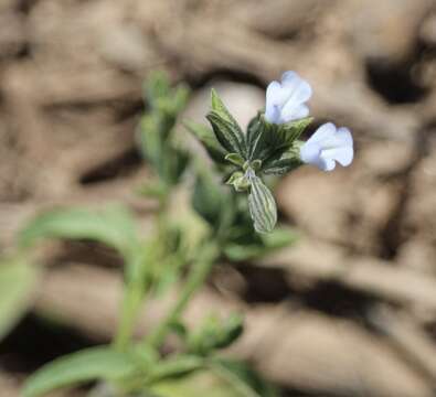 Salvia reflexa Hornem. resmi