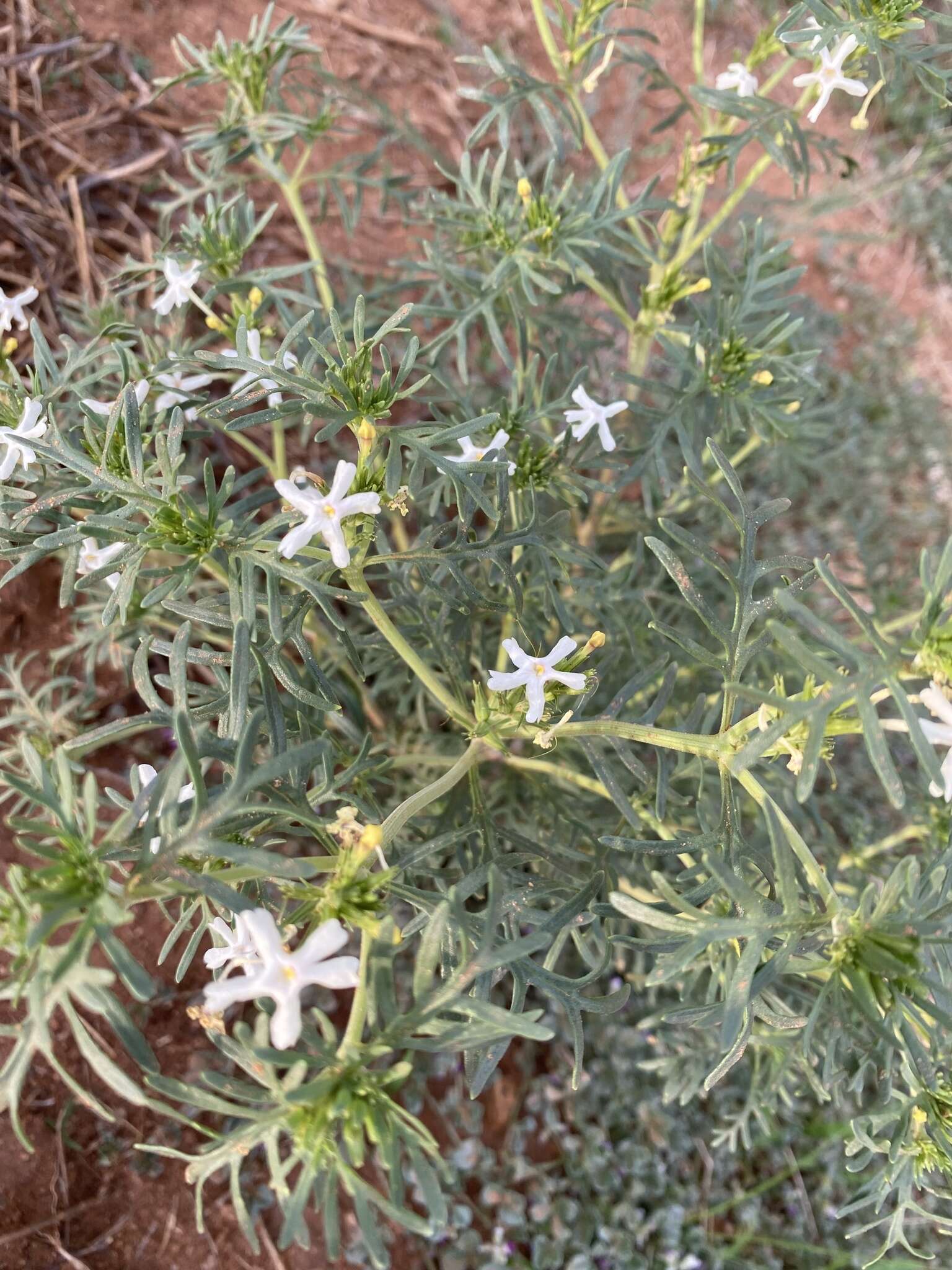 Image of Chascanum pinnatifidum (L. fil.) E. Mey.