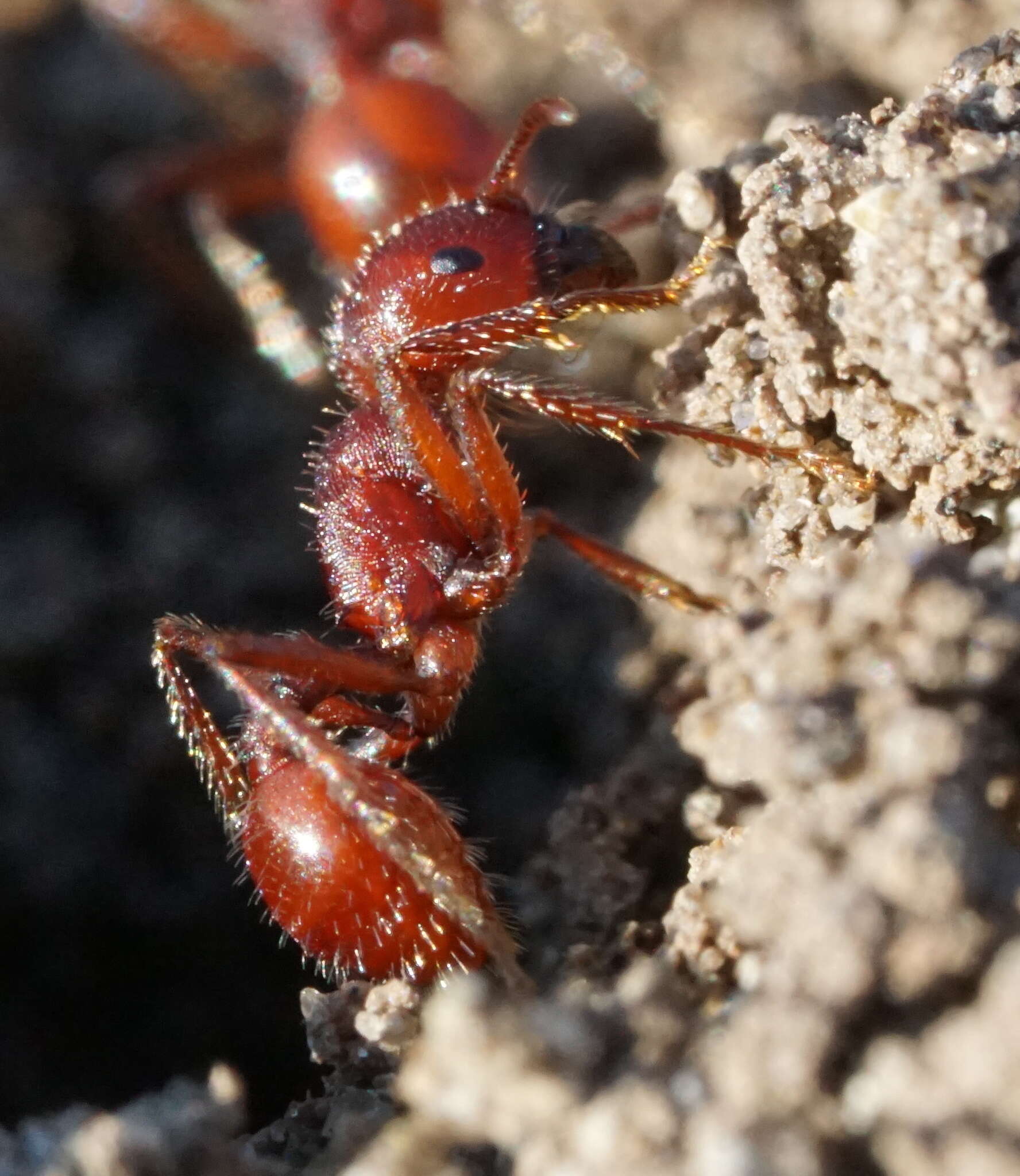 Слика од Pogonomyrmex subdentatus Mayr 1870