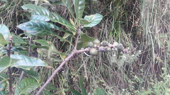 Lithocarpus elegans (Blume) Hatus. ex Soepadmo的圖片