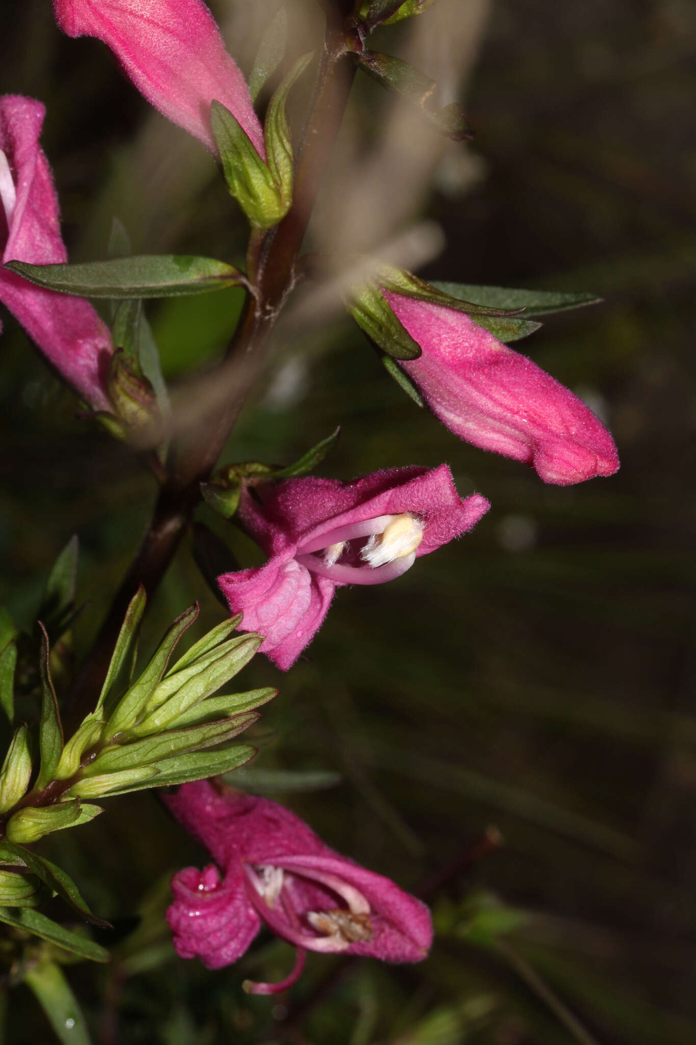 Image of Lamourouxia virgata Kunth