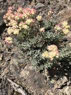 Image of thymeleaf buckwheat