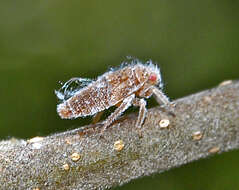 Image of Citrus Flatid Planthopper