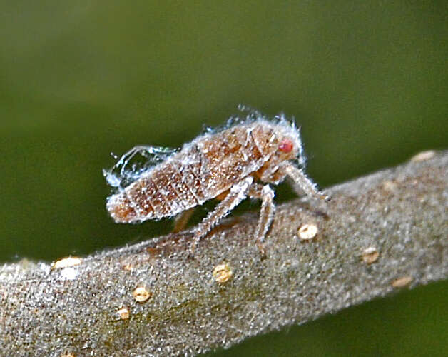 Image of Citrus Flatid Planthopper