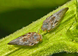 Image of Citrus Flatid Planthopper