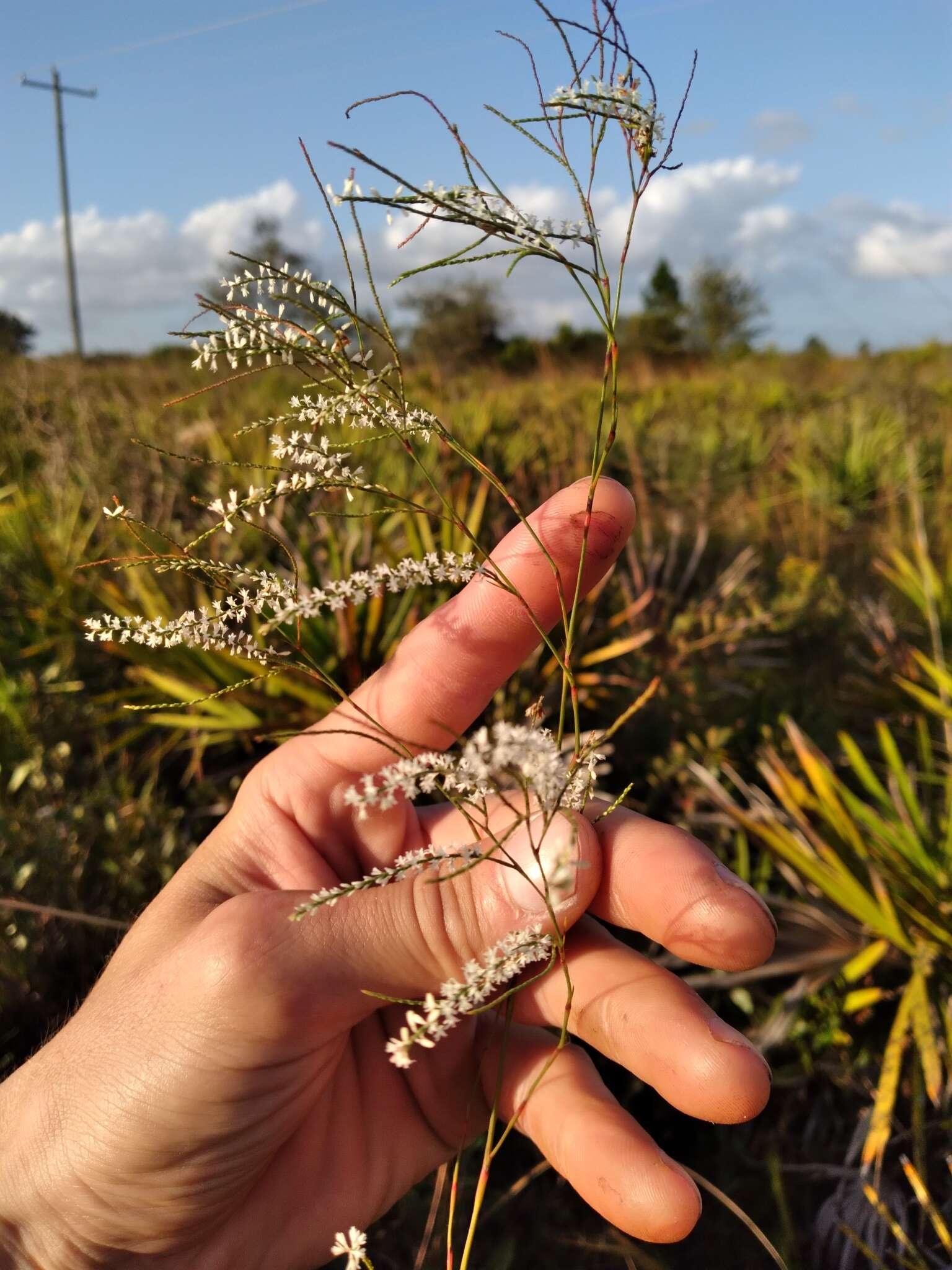 Image of hairy jointweed