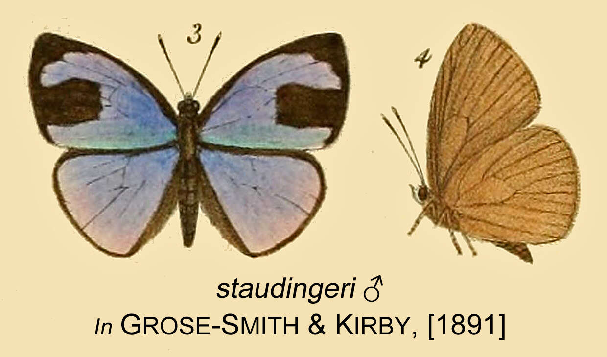 Image of Epitola staudingeri Kirby 1890