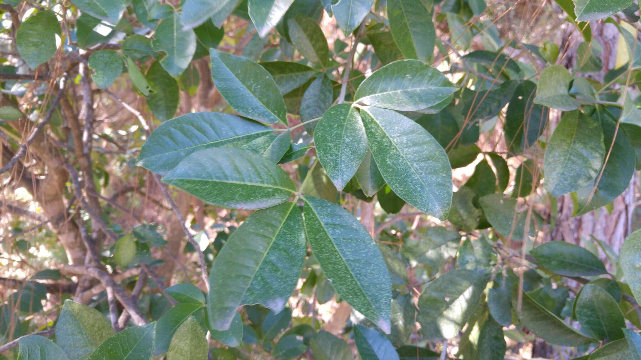 Image of Casimiroa greggii (S. Watson) F. Chiang