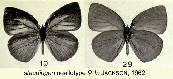 Image of <i>Epitola staudingeri</i> Kirby 1890