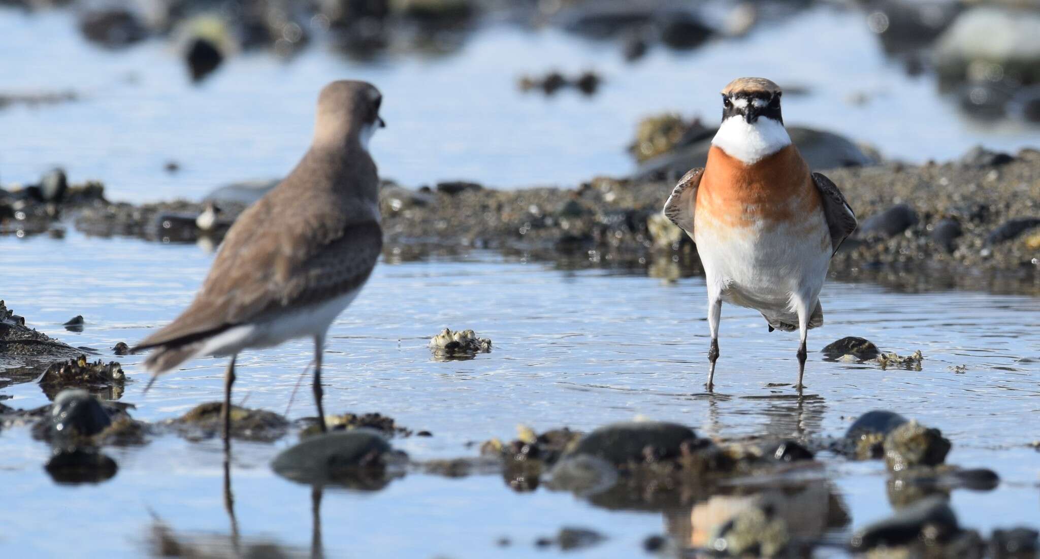 Image of Lesser Sand Plover