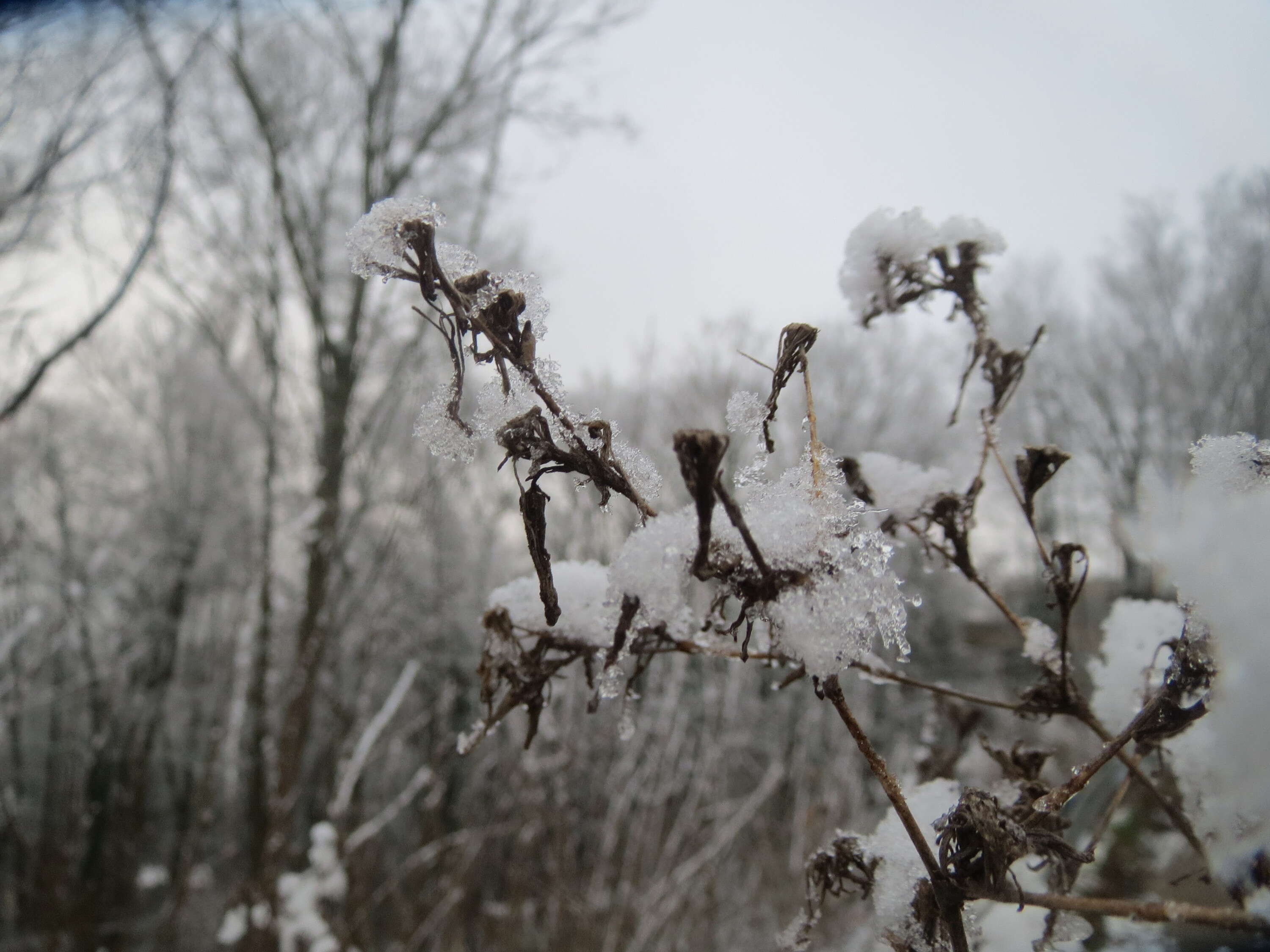 Image of prickly lettuce