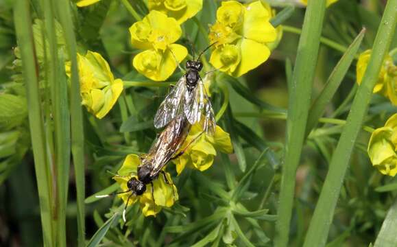 Image of Tenthredo solitaria Scopoli 1763