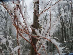 Image of Fallopia baldschuanica