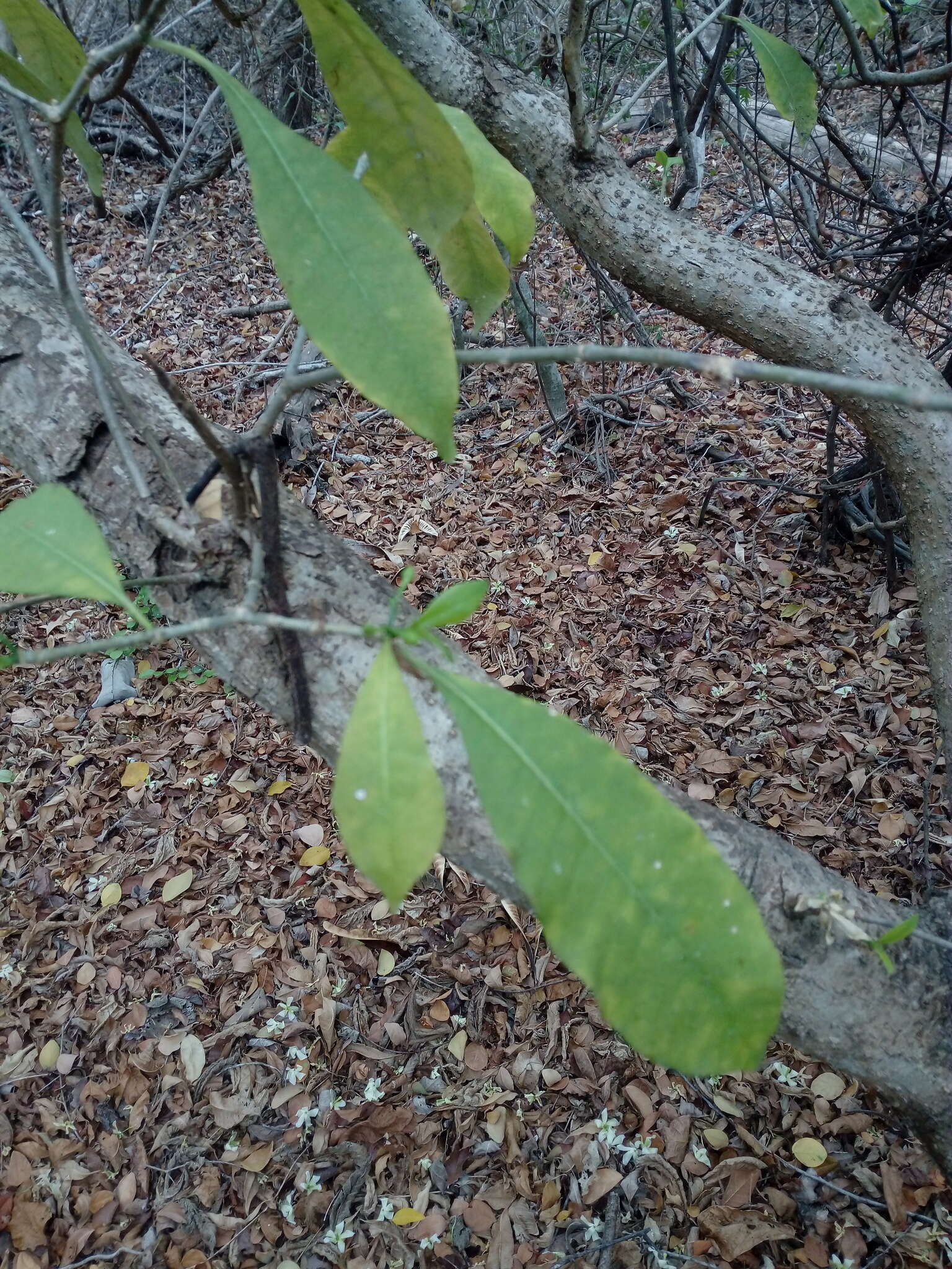 Image of Tabernaemontana amygdalifolia Jacq.