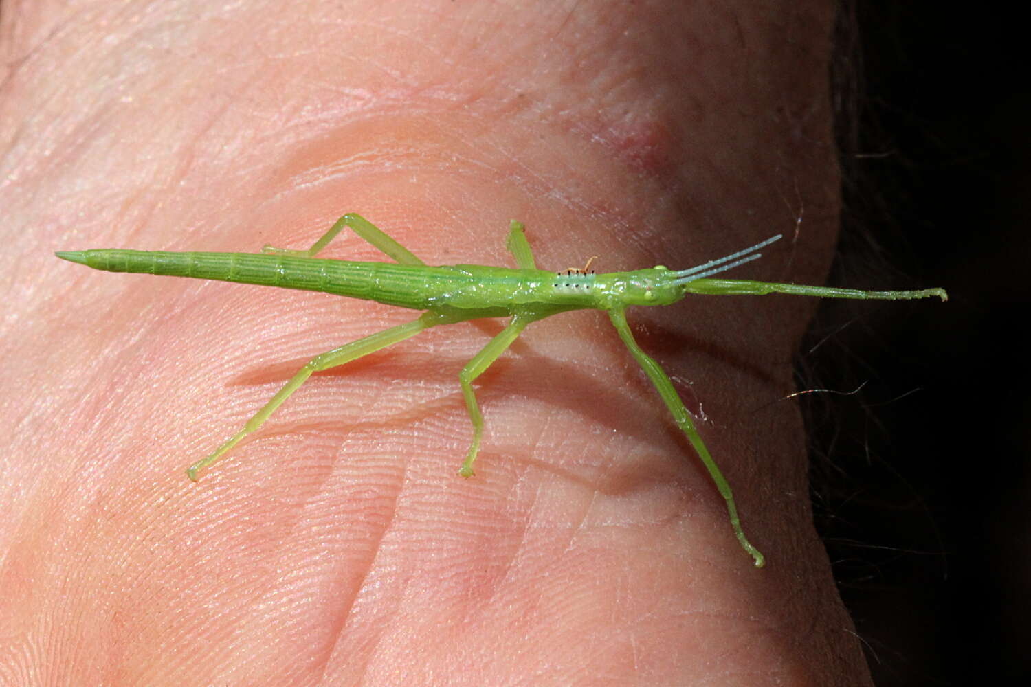 Image of Parapodacanthus ailaketoae Brock & Monteith 2018