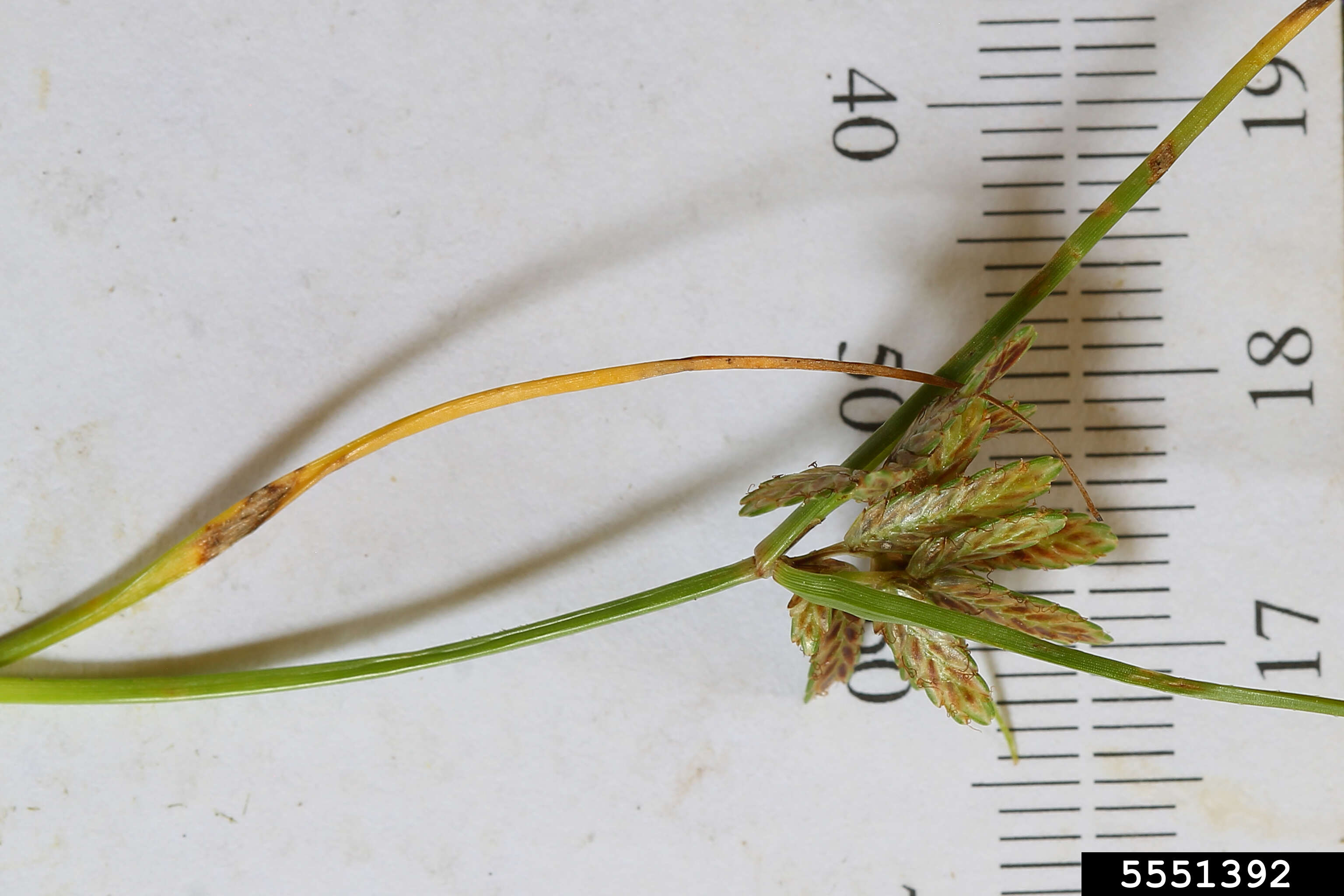 Image of slender flatsedge