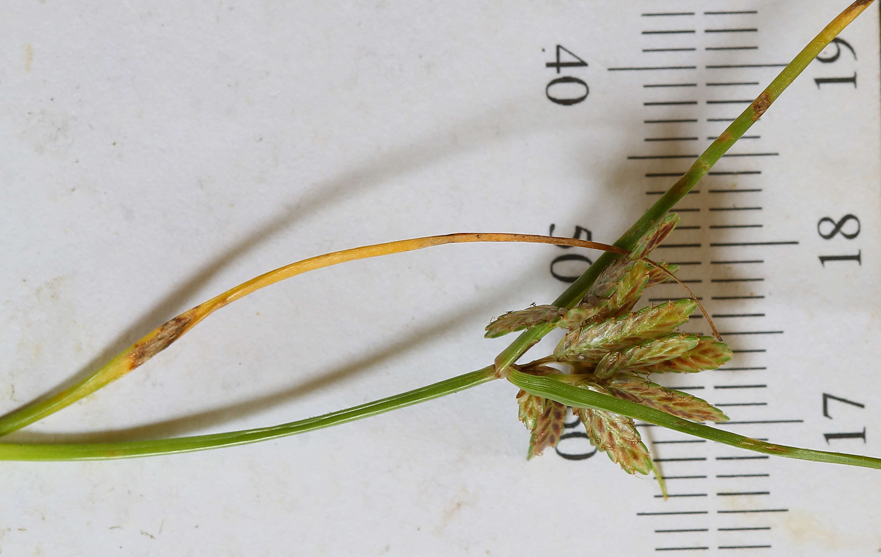 Image of slender flatsedge