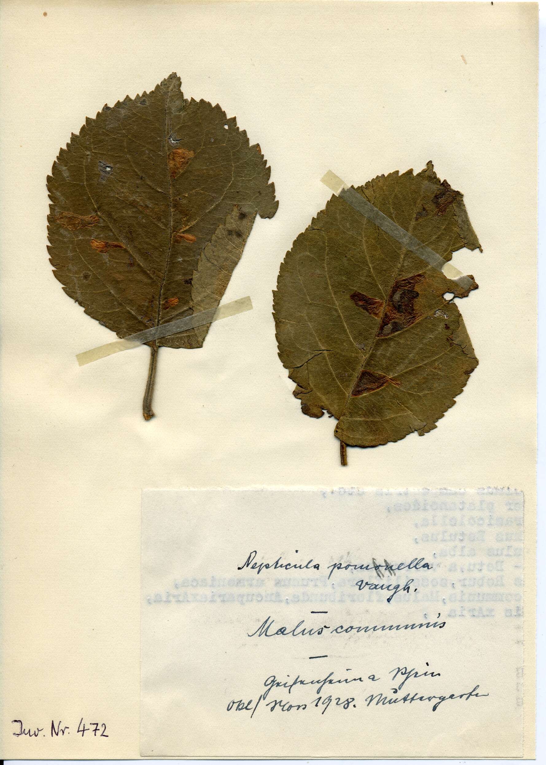 Image of Stigmella incognitella (Herrich-Schäffer 1855) van Nieukerken 1986