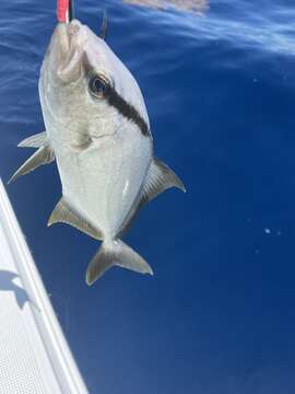 Image of Almaco Amberjack