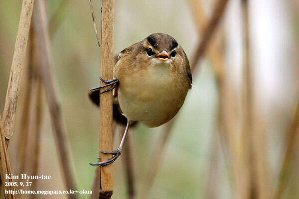 Image of Black-browed Reed Warbler