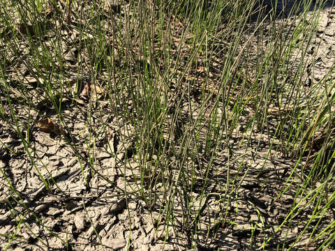 Image of Sand Spike-Rush