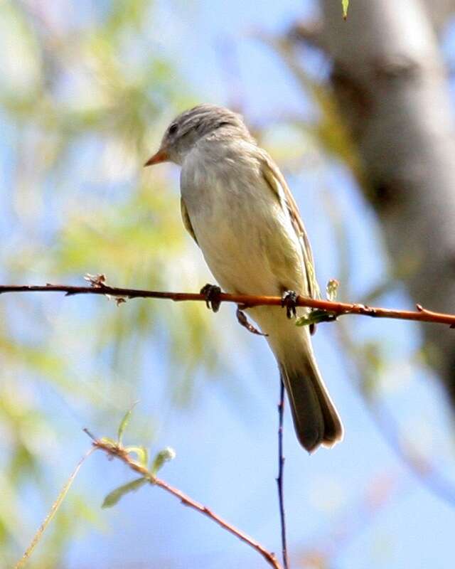 Image of Southern Beardless Tyrannulet