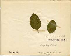 Stigmella malella (Stainton 1854) Beirne 1945 resmi