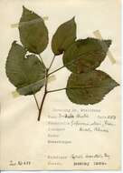 Imagem de Stigmella desperatella (Frey 1856) Beirne 1945