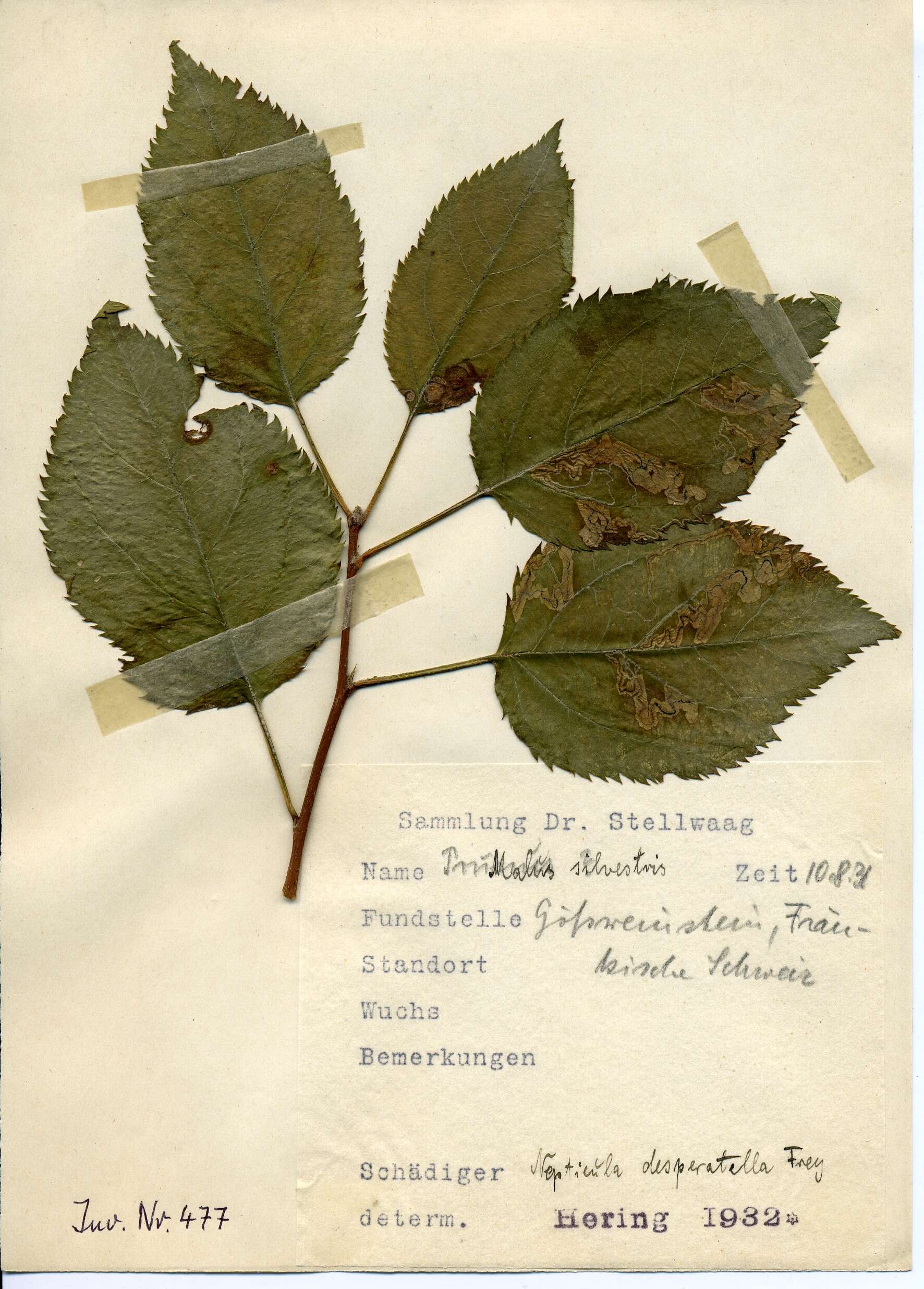 Image of Stigmella desperatella (Frey 1856) Beirne 1945