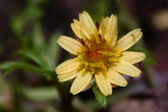 Imagem de Chrysanthellum indicum subsp. afroamericanum B. L. Turner