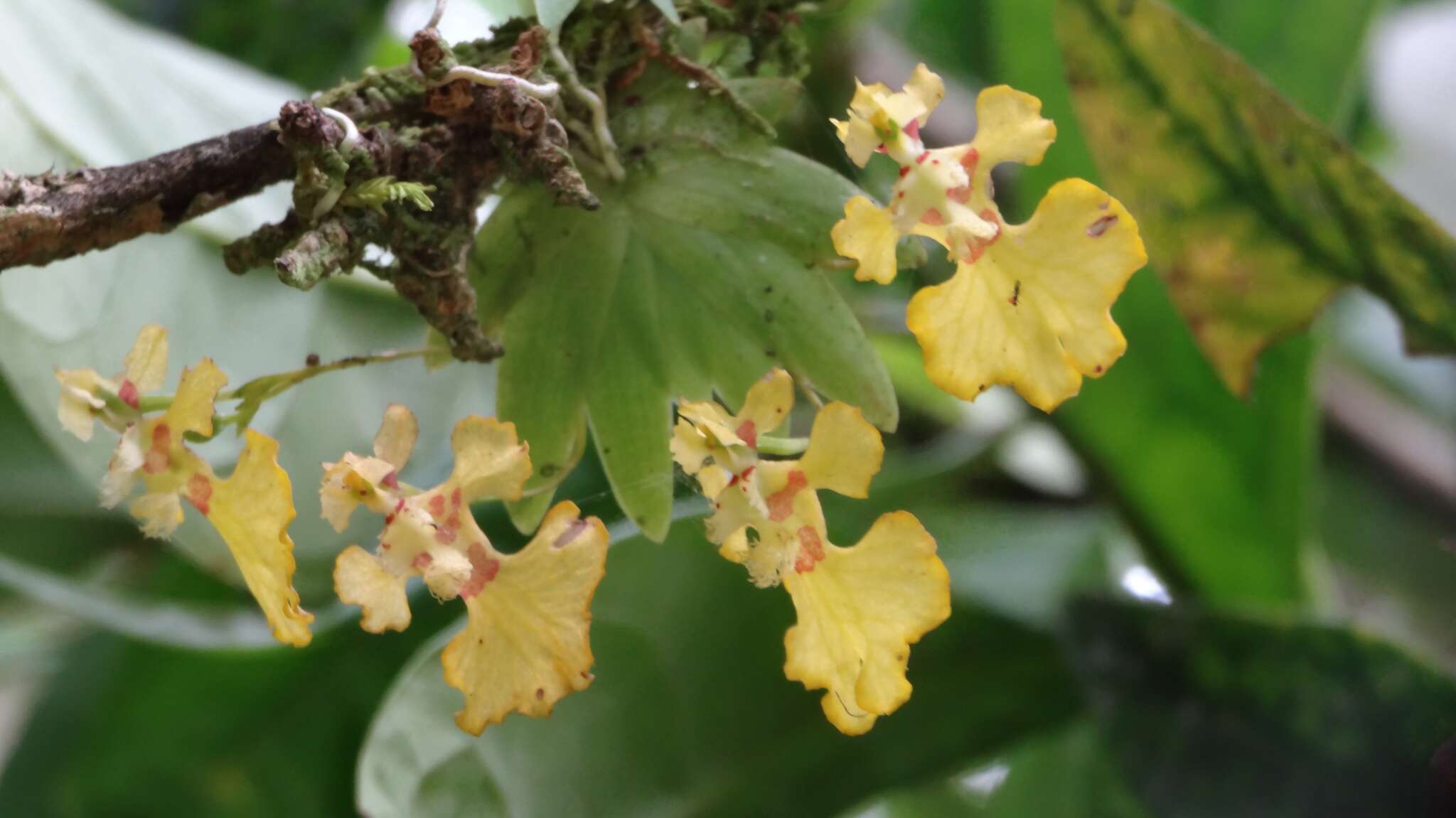 Erycina glossomystax (Rchb. fil.) N. H. Williams & M. W. Chase的圖片