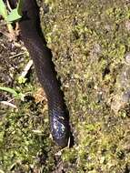 Image of Western Ground Snake