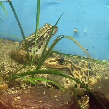 صورة Pelophylax nigromaculatus (Hallowell 1861)